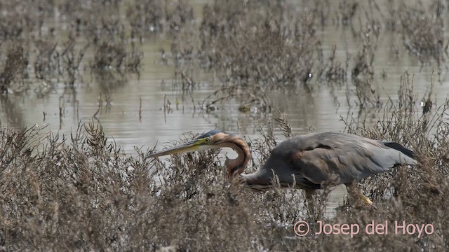 Purple Heron (Purple) - ML624534986