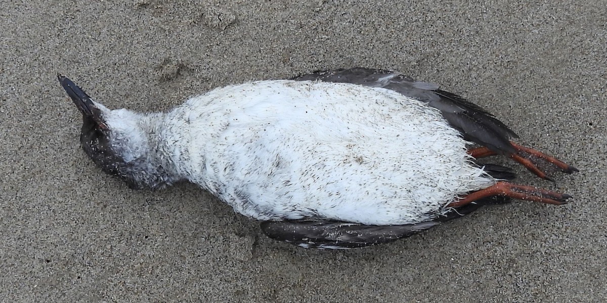 Pigeon Guillemot - ML624535032