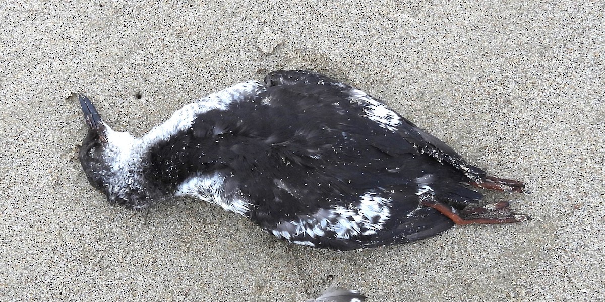 Pigeon Guillemot - ML624535033