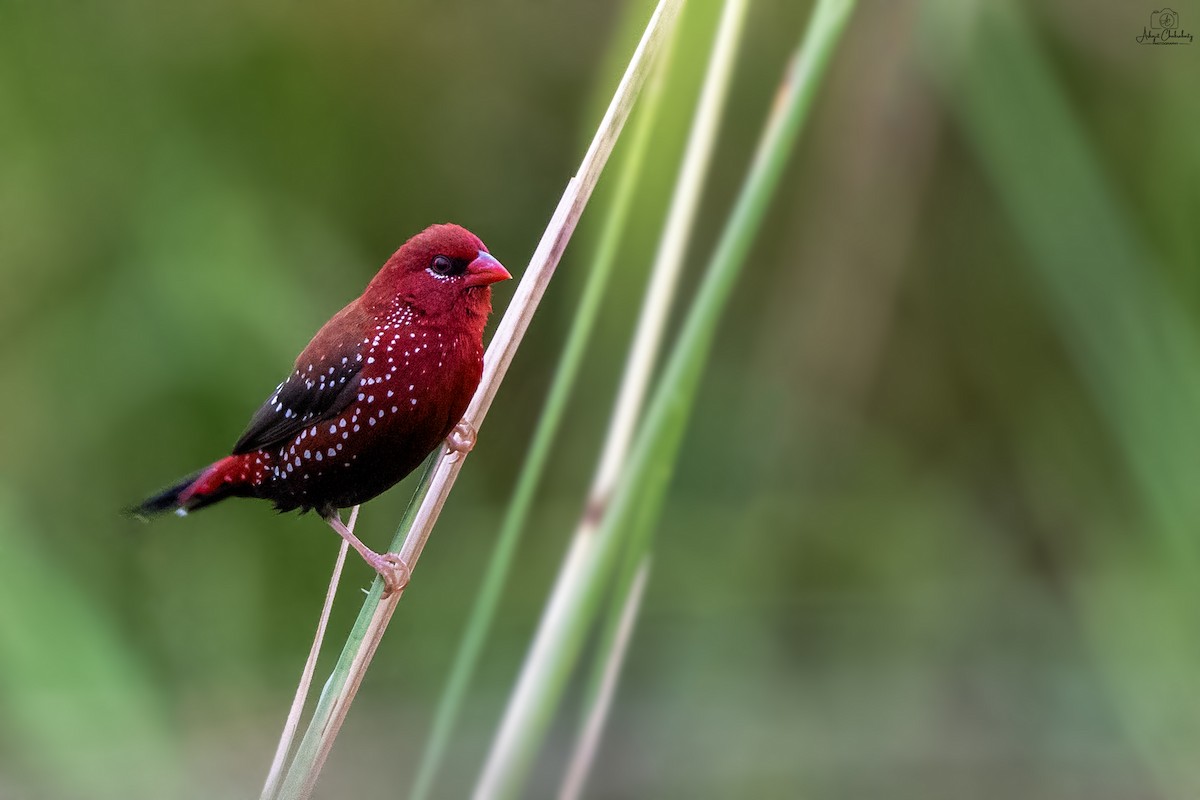 Red Avadavat - ML624535044