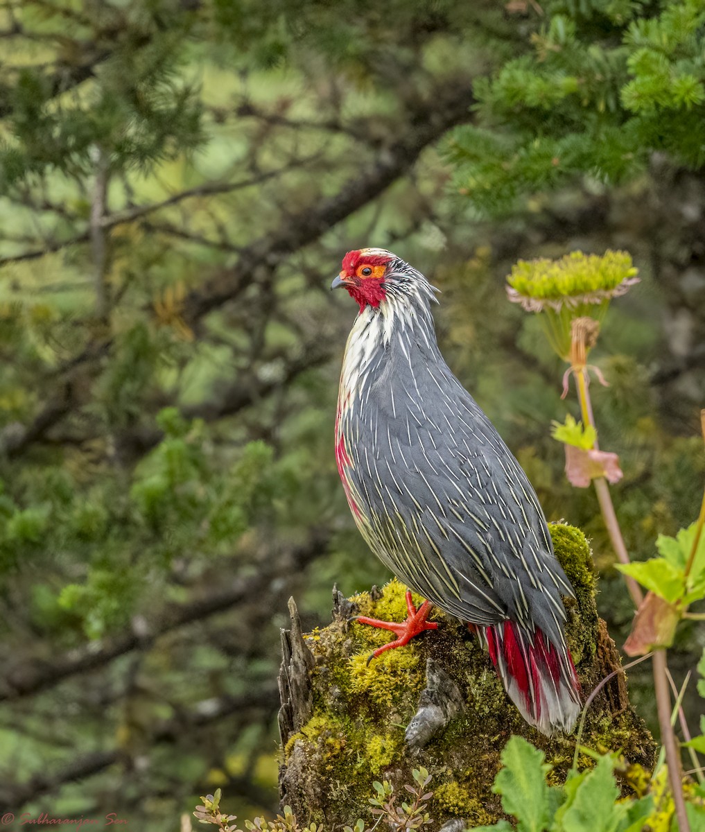 Blood Pheasant - Subharanjan Sen