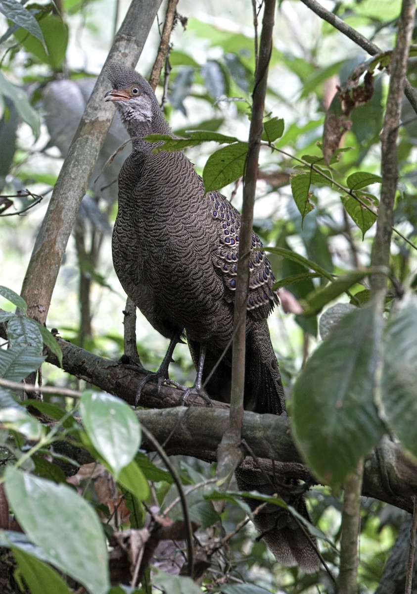 Gray Peacock-Pheasant - ML624535082