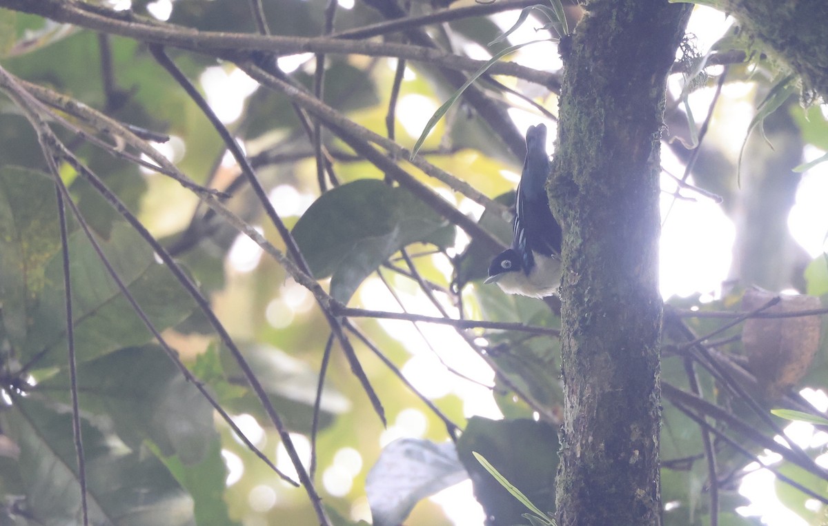 Blue Nuthatch - ML624535096