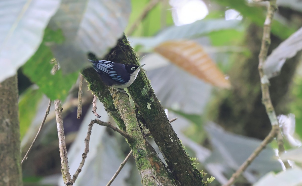 Blue Nuthatch - ML624535097