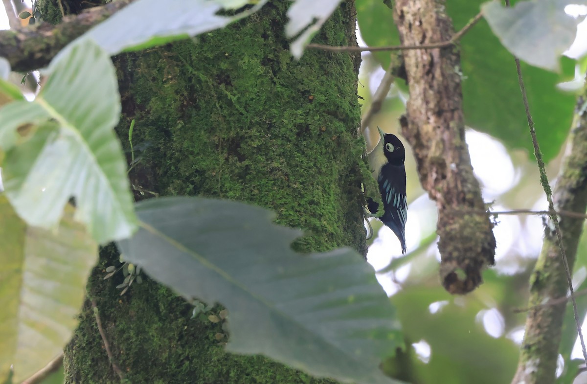 Blue Nuthatch - ML624535098