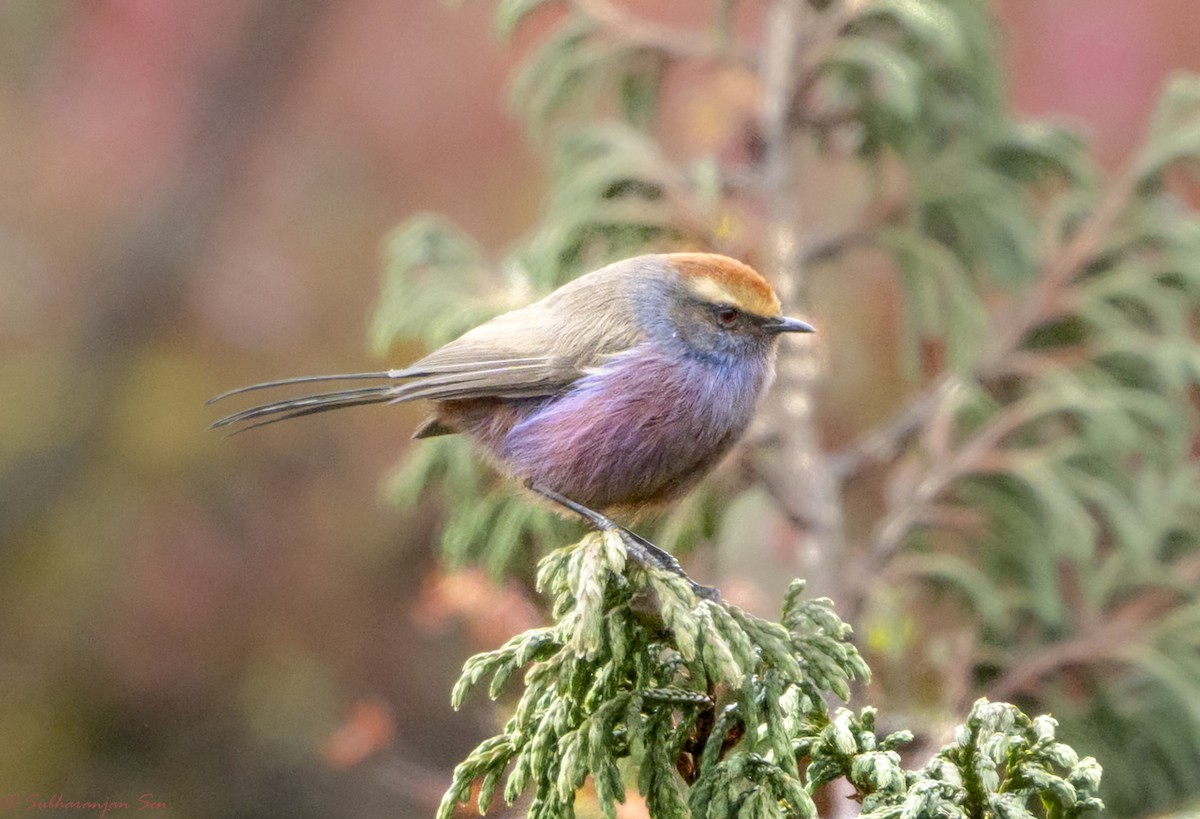 Purpurhähnchen - ML624535130