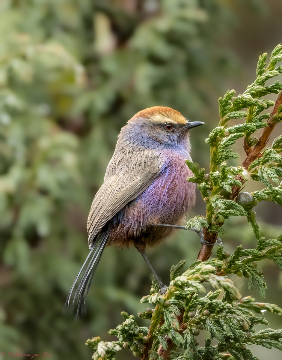 Purpurhähnchen - ML624535132