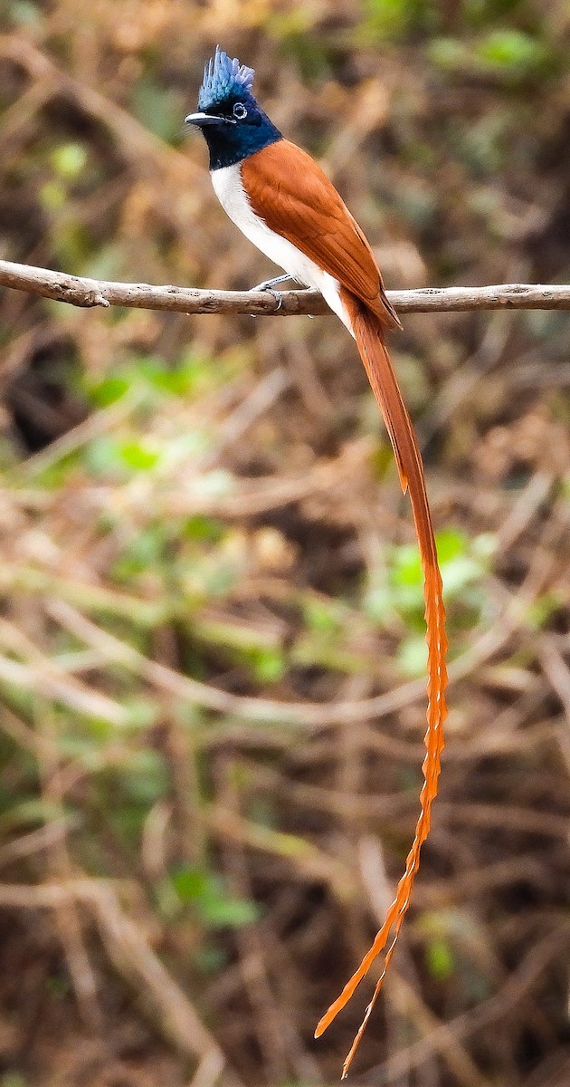 Indian Paradise-Flycatcher - ML624535158