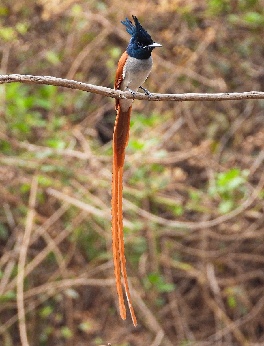 Indian Paradise-Flycatcher - ML624535159