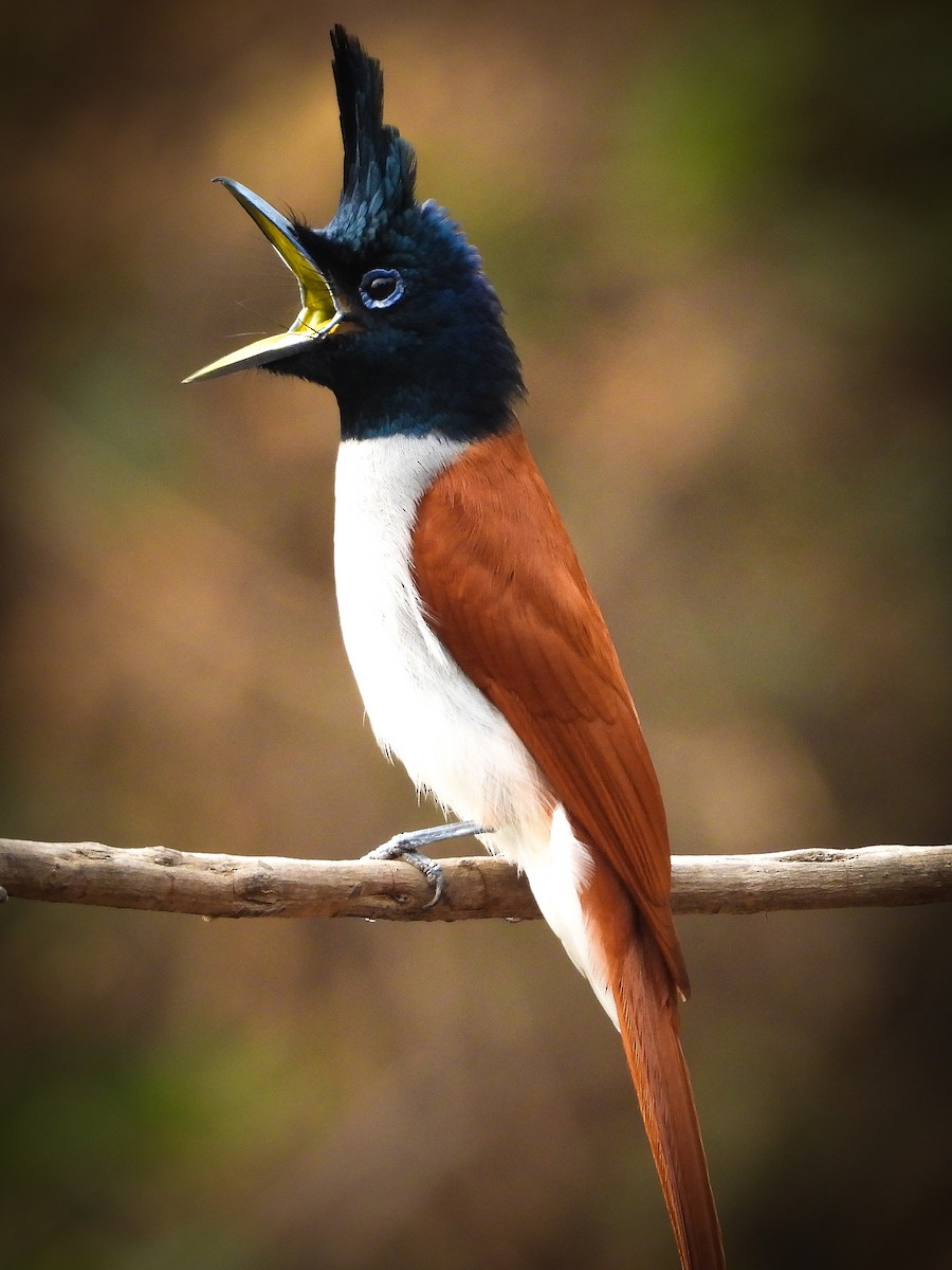 Indian Paradise-Flycatcher - ML624535160