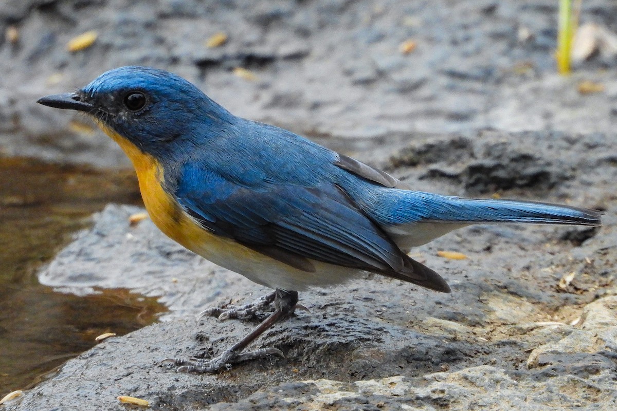 Tickell's Blue Flycatcher - ML624535163