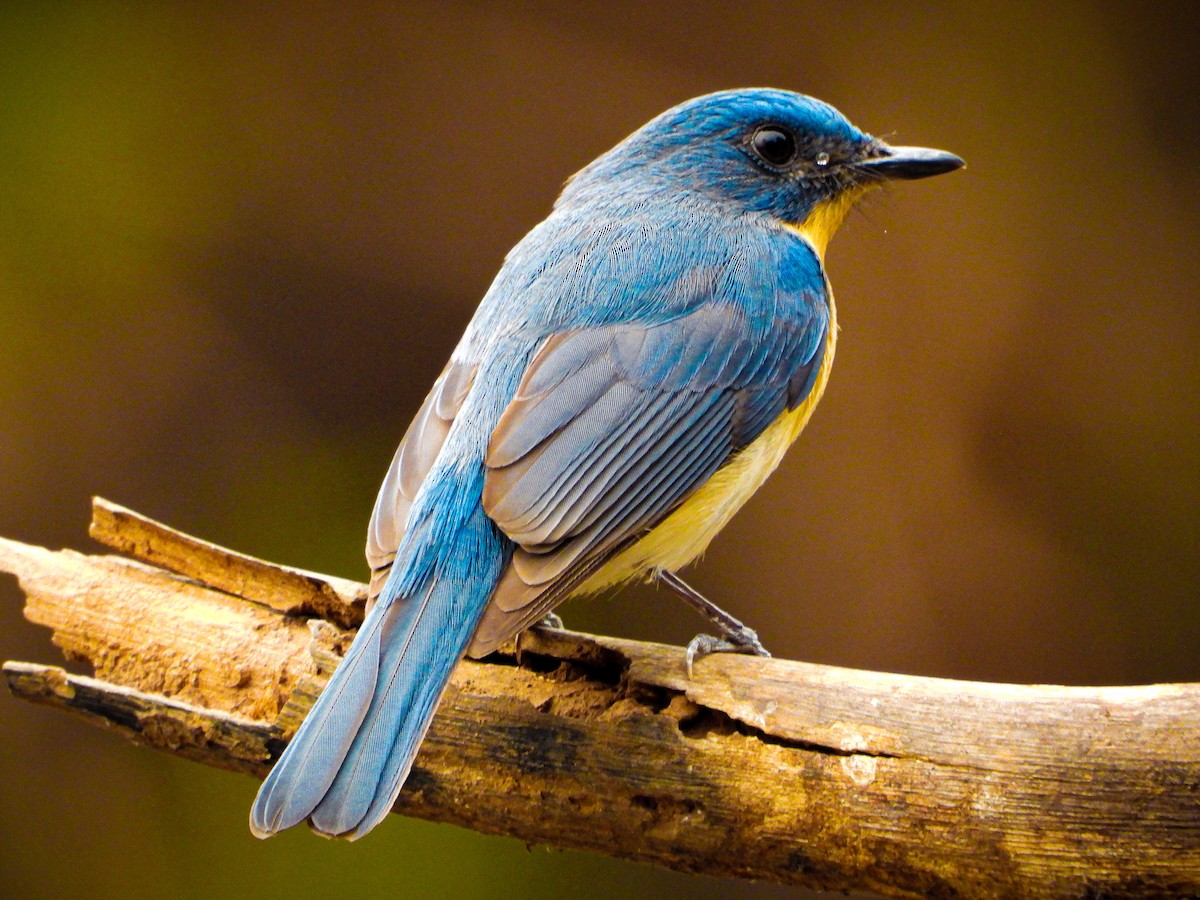 Tickell's Blue Flycatcher - ML624535164