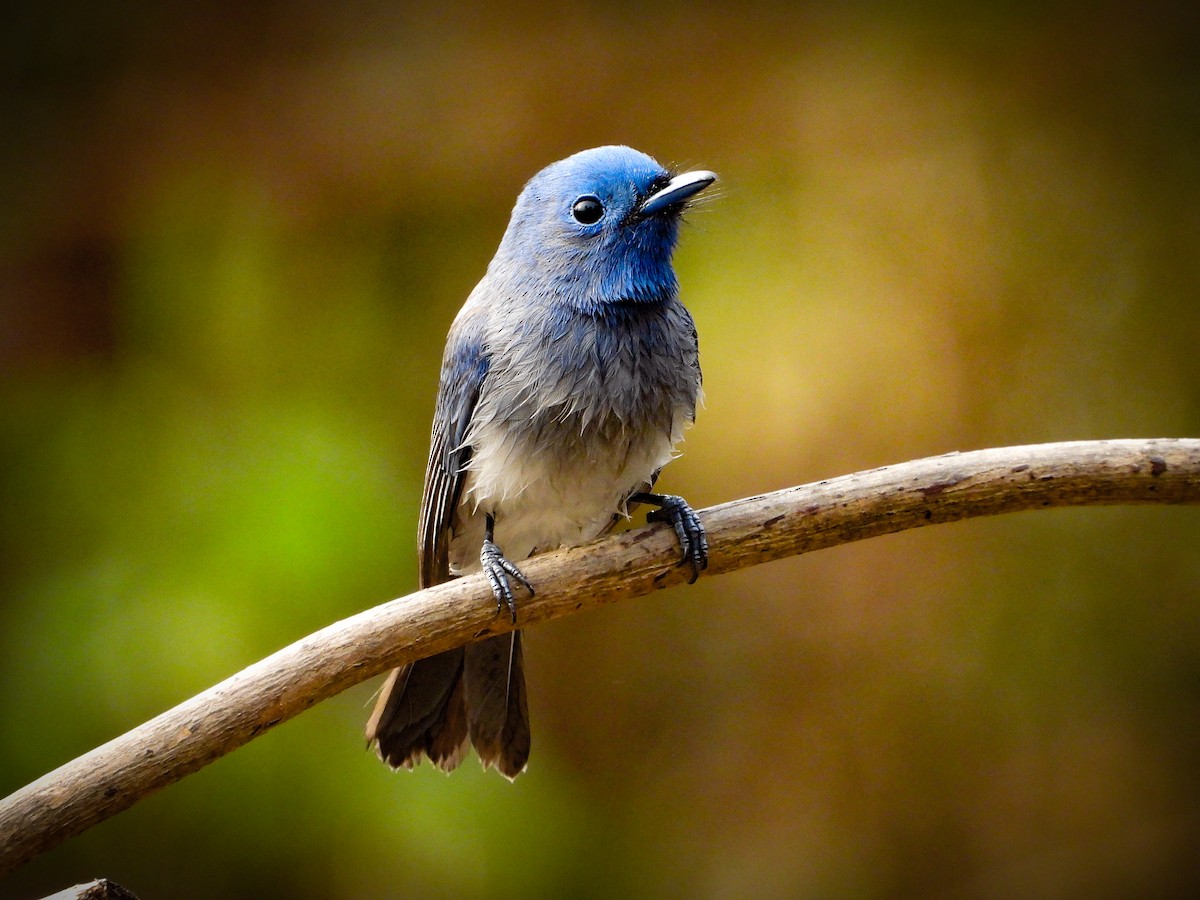 Black-naped Monarch - ML624535168