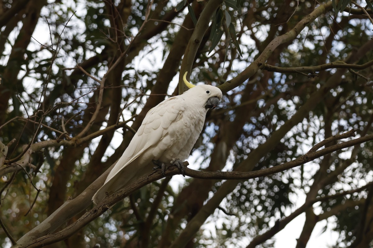 Sulphur-crested Cockatoo - ML624535174