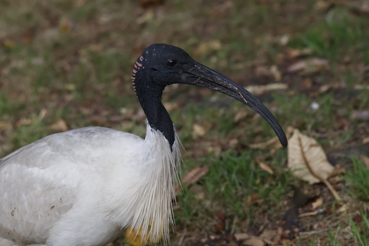 Australian Ibis - Mathieu Soetens