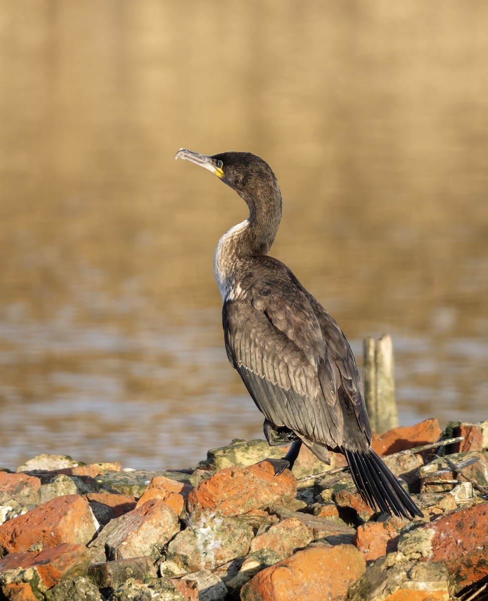 Great Cormorant - ML624535192