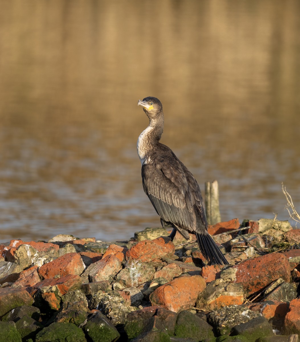 Great Cormorant - ML624535193