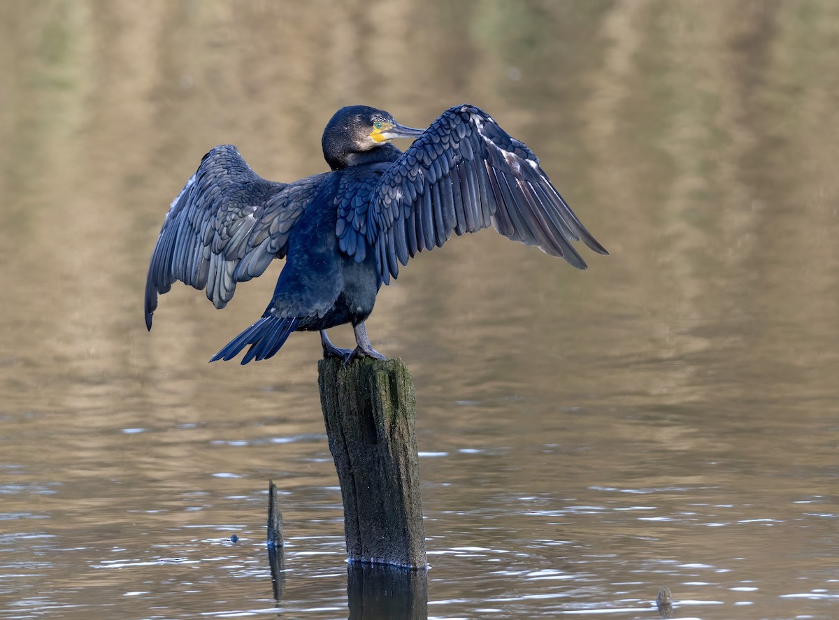 Great Cormorant - ML624535194