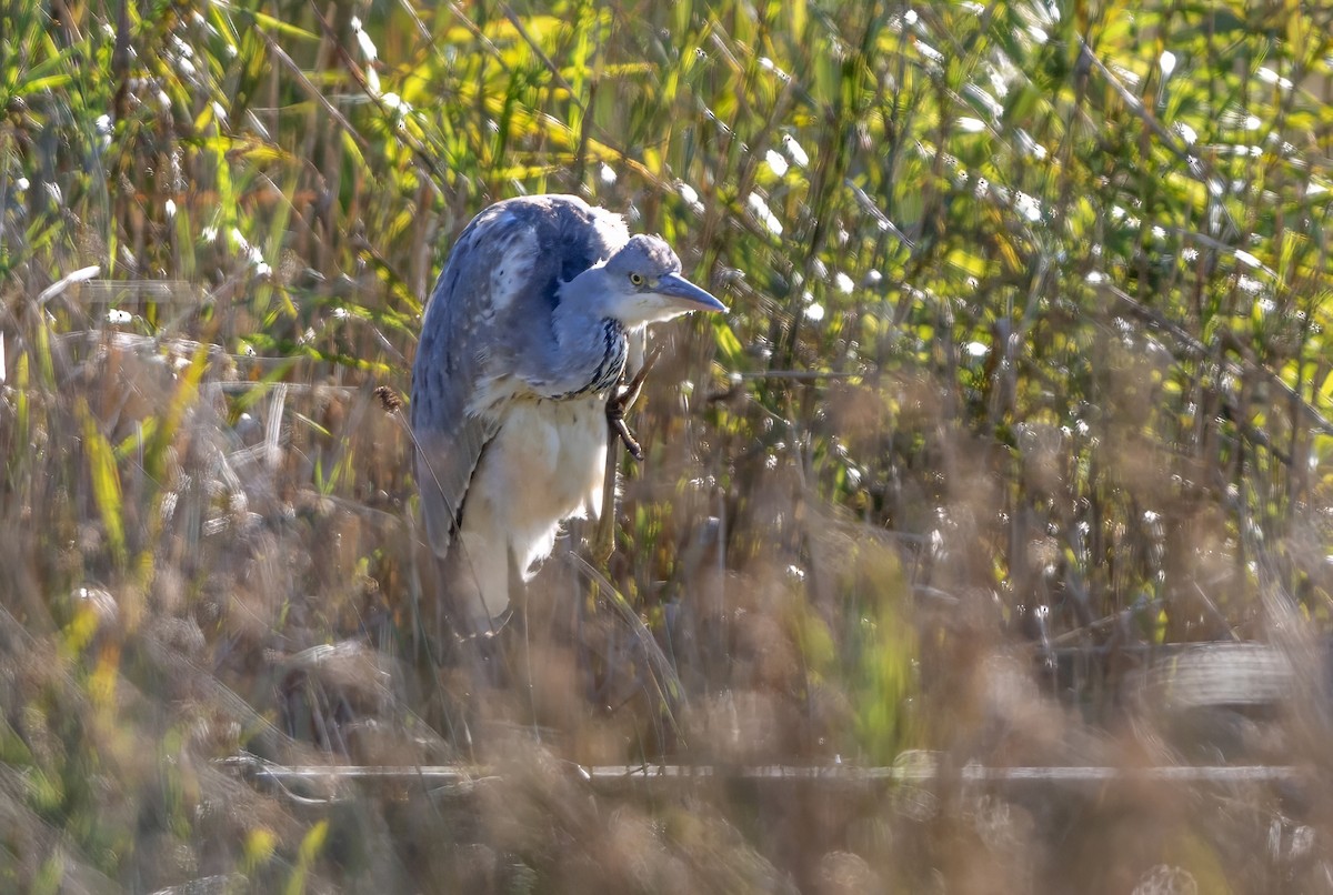 Gray Heron - ML624535197