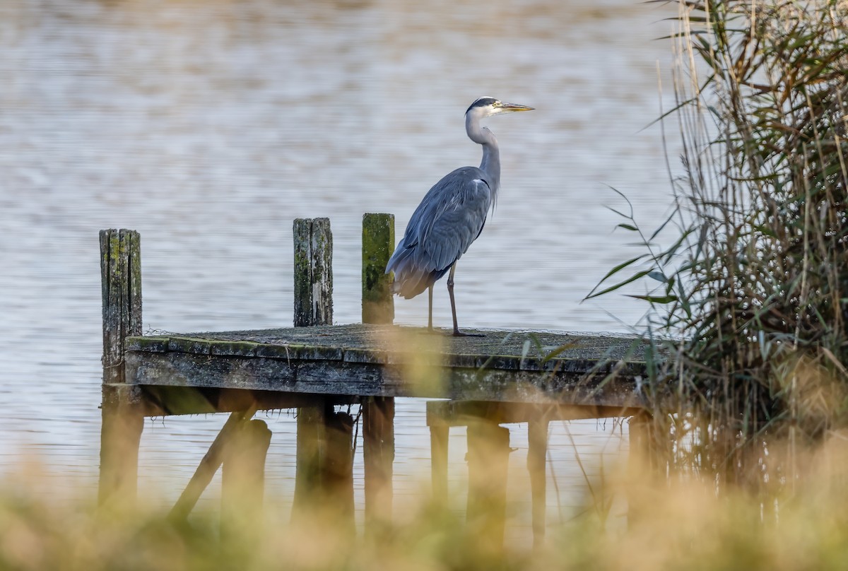 Gray Heron - ML624535198