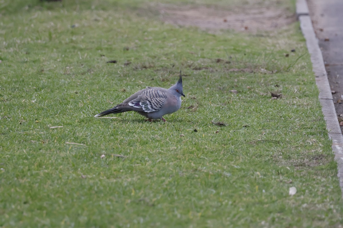 Crested Pigeon - Mathieu Soetens