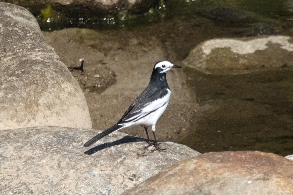 White Wagtail - Najmuddin Fakhruddin