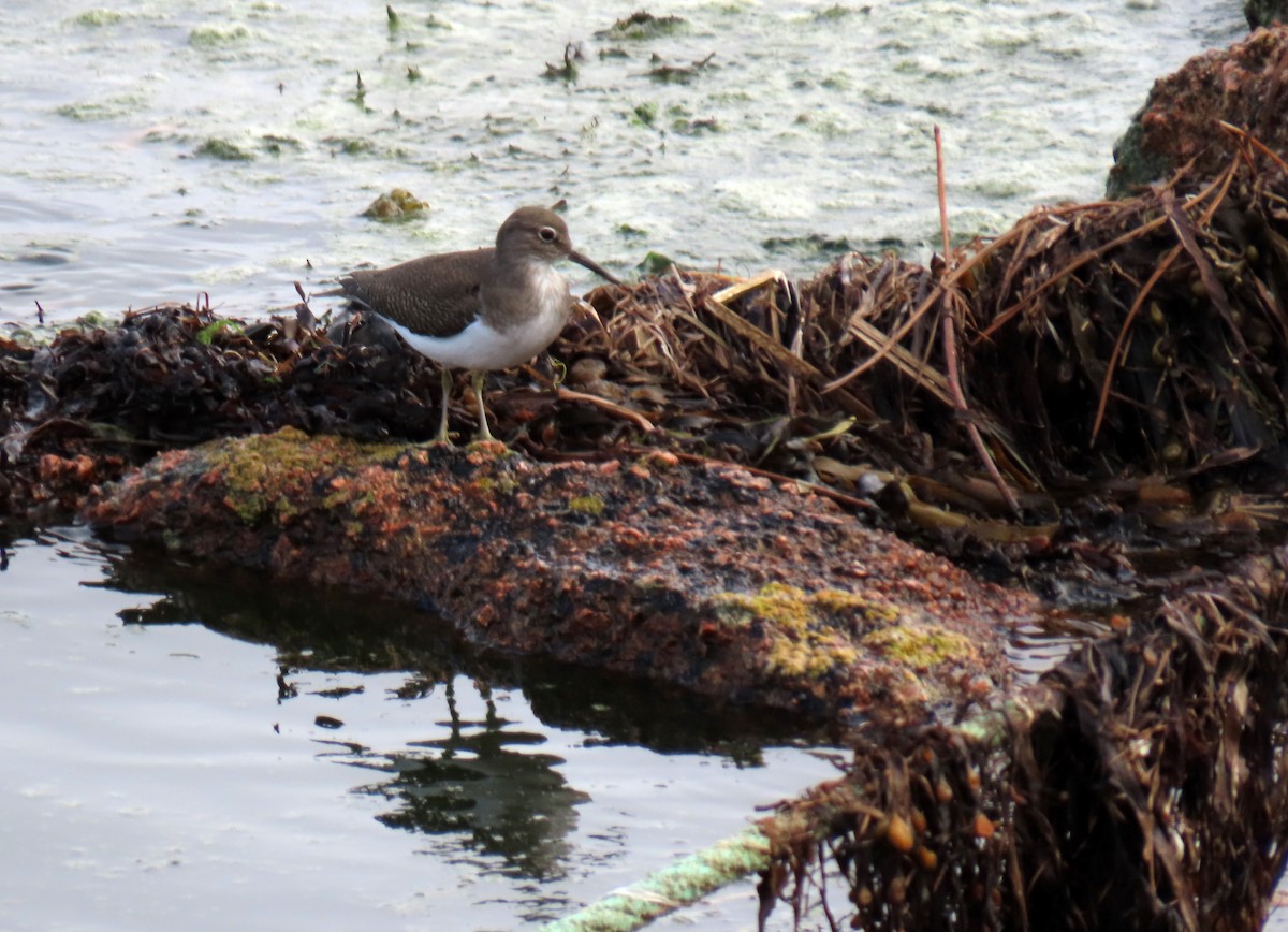 Common Sandpiper - ML624535201