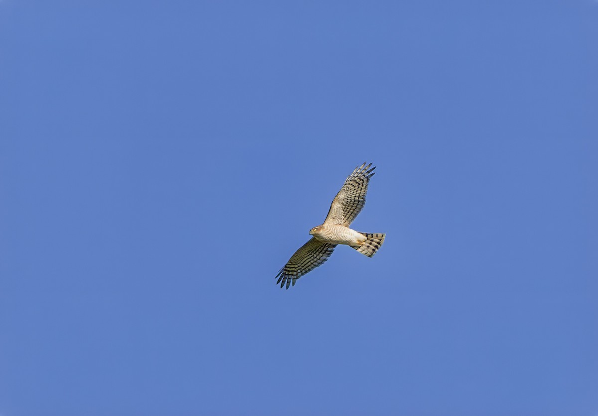 Eurasian Sparrowhawk - ML624535202