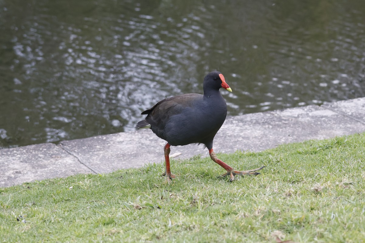 Dusky Moorhen - ML624535204