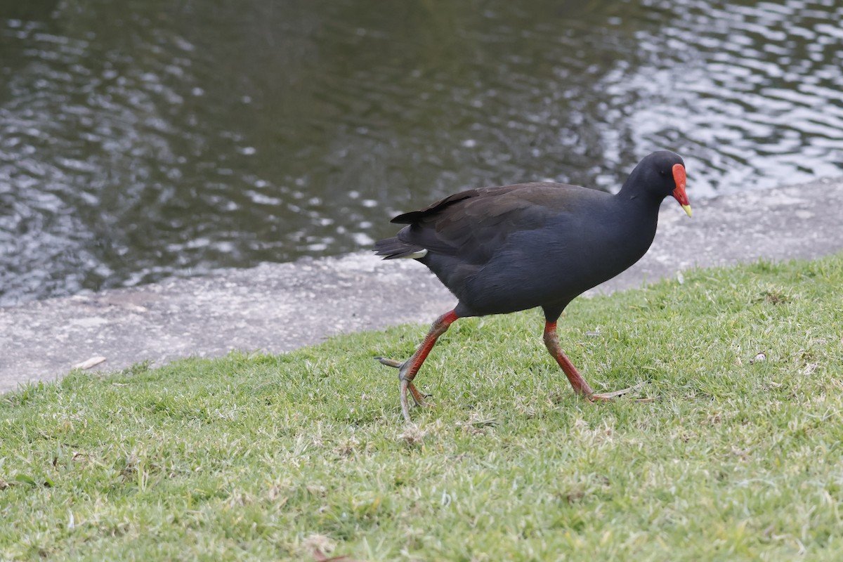 Dusky Moorhen - ML624535205