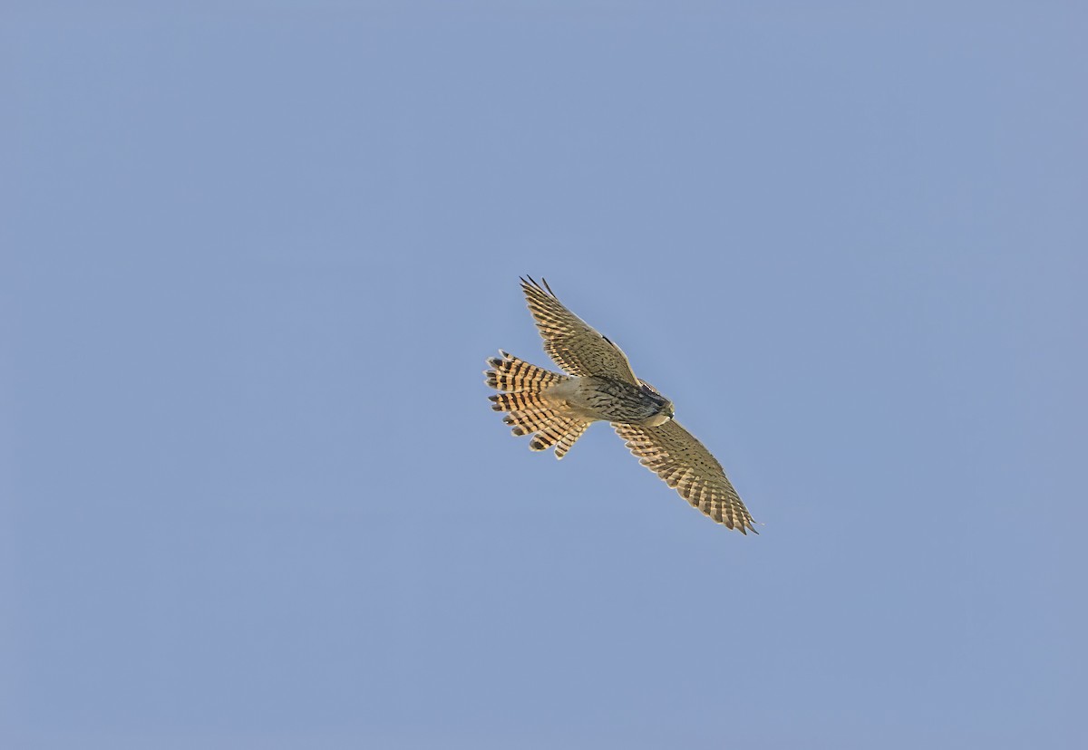 Eurasian Kestrel - ML624535206