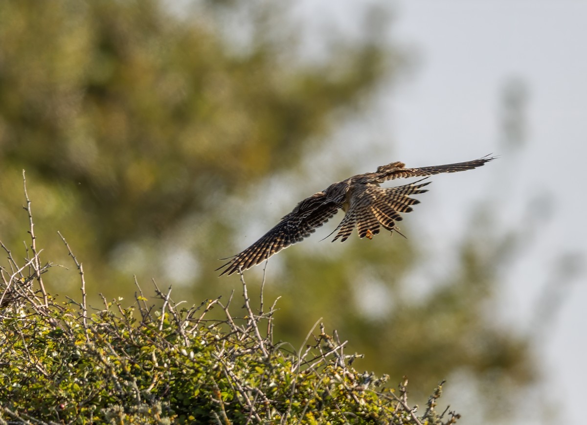 Eurasian Kestrel - ML624535207