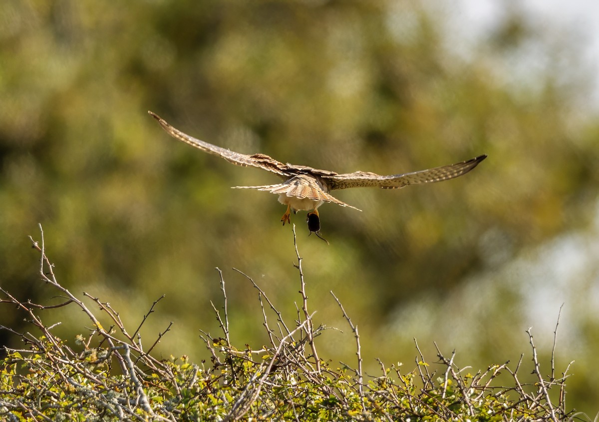 Eurasian Kestrel - ML624535208