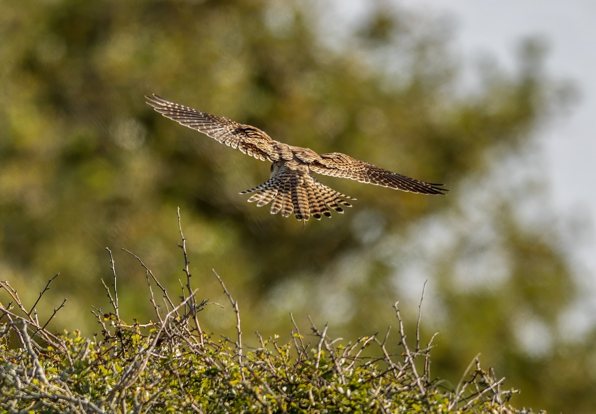 Eurasian Kestrel - ML624535209