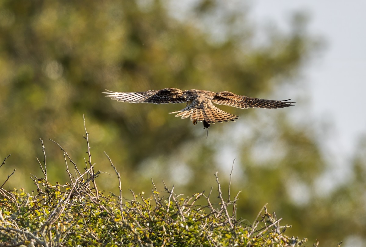 Eurasian Kestrel - ML624535210