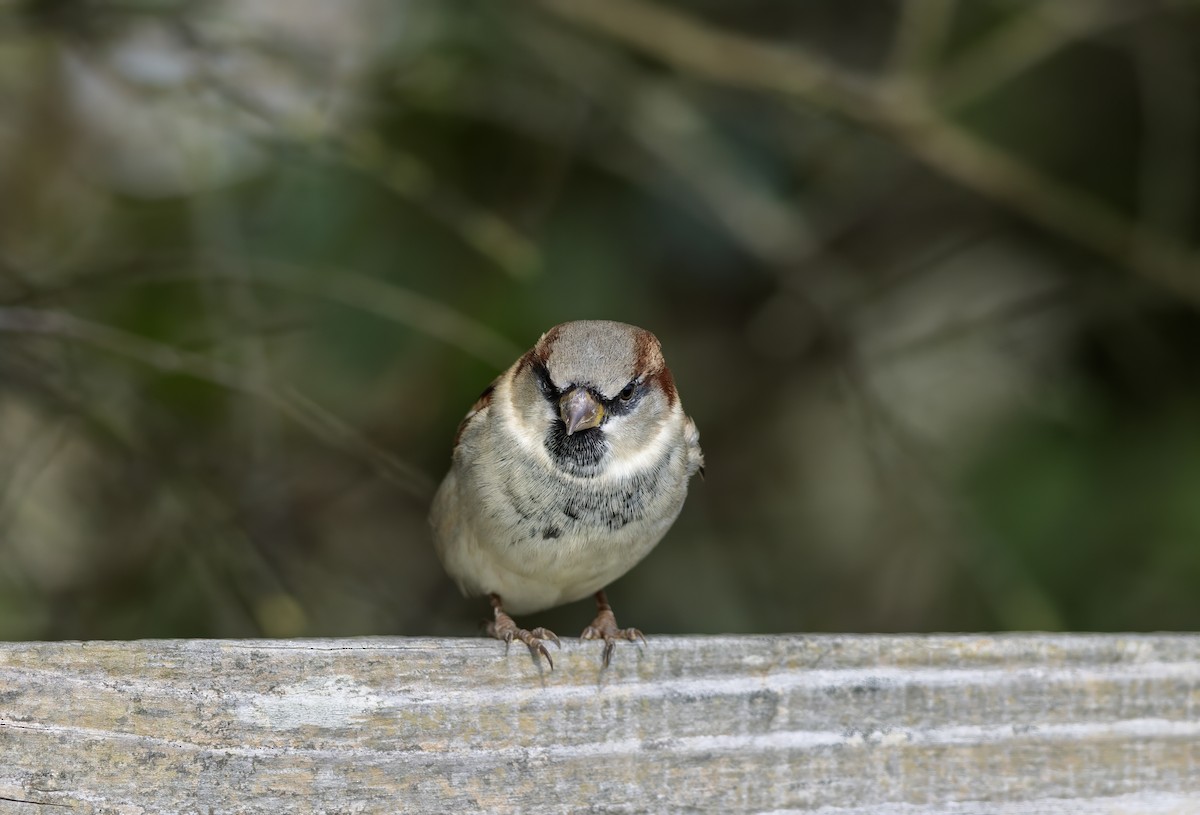 House Sparrow - ML624535212