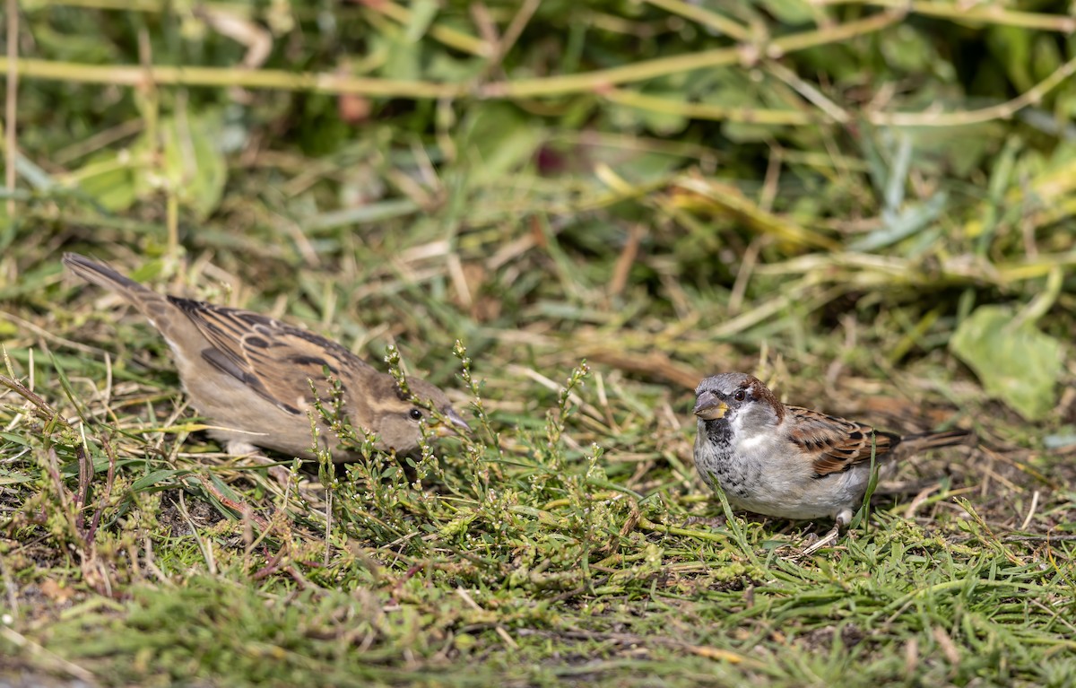 House Sparrow - ML624535213