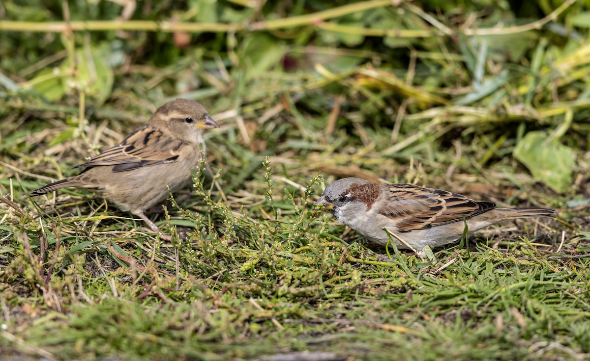 House Sparrow - ML624535214