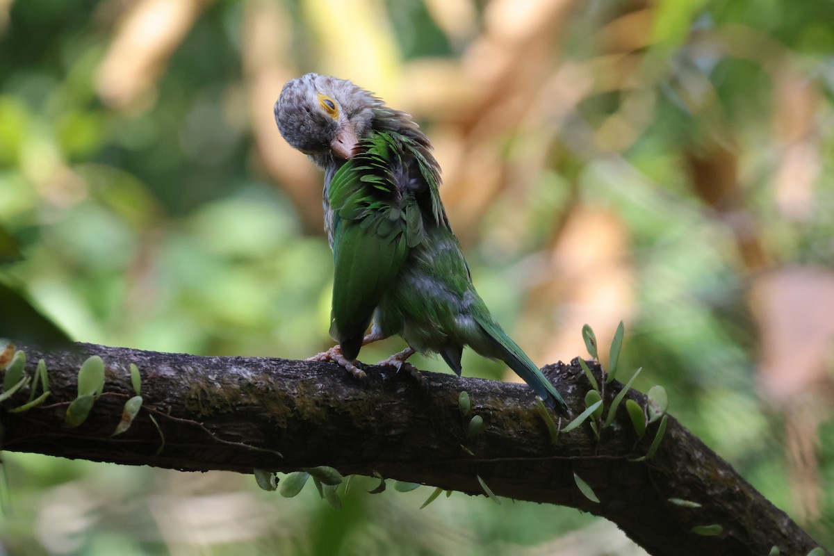 Lineated Barbet - ML624535219