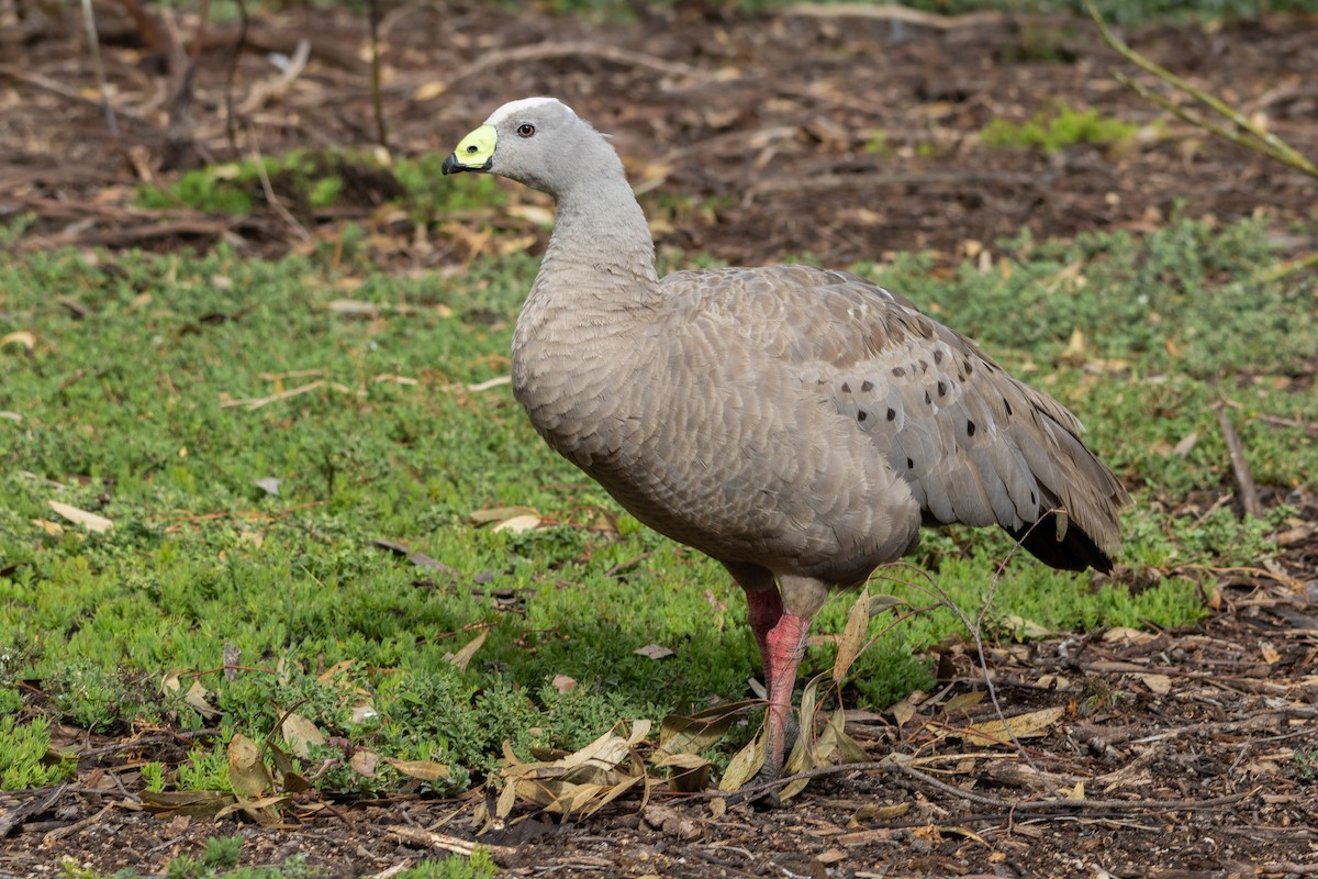 Cape Barren Goose - Carla Du Toit