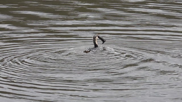 Cormoran pie - ML624535224