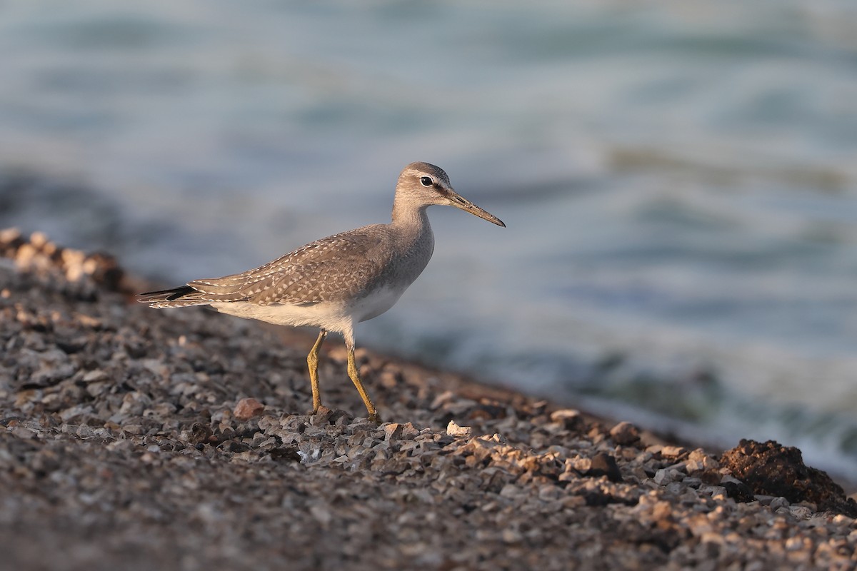 Gray-tailed Tattler - ML624535265