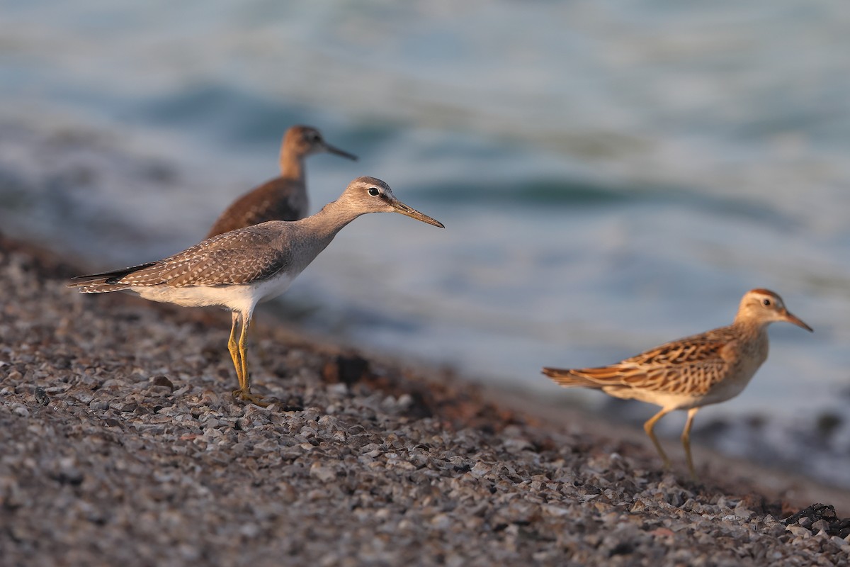 Gray-tailed Tattler - ML624535266