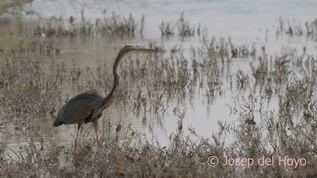 Purple Heron (Purple) - ML624535280