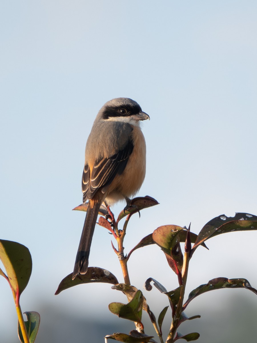 Gray-backed Shrike - ML624535282