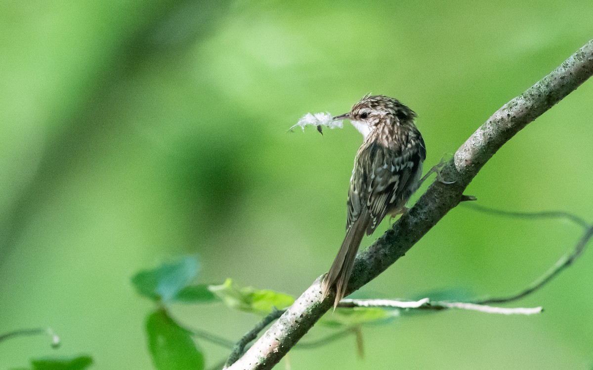 Short-toed Treecreeper - ML624535301