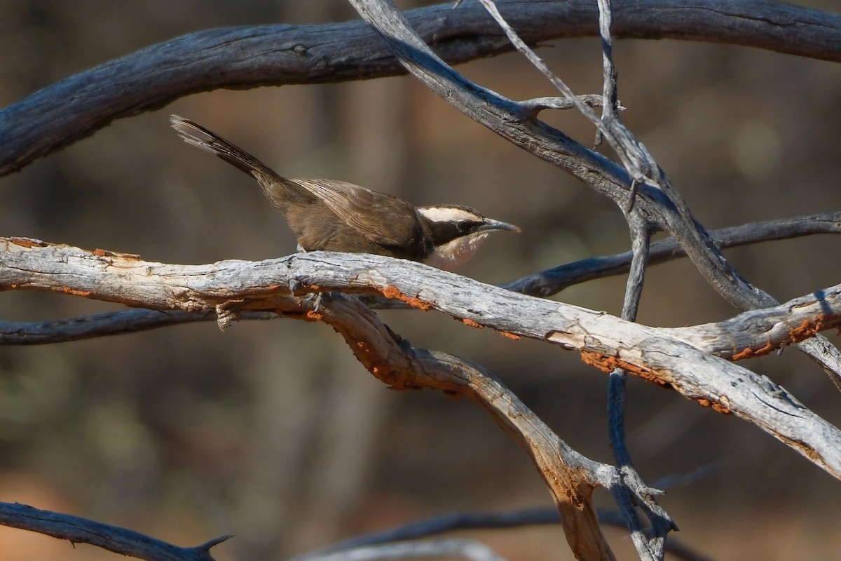 Hall's Babbler - ML624535303