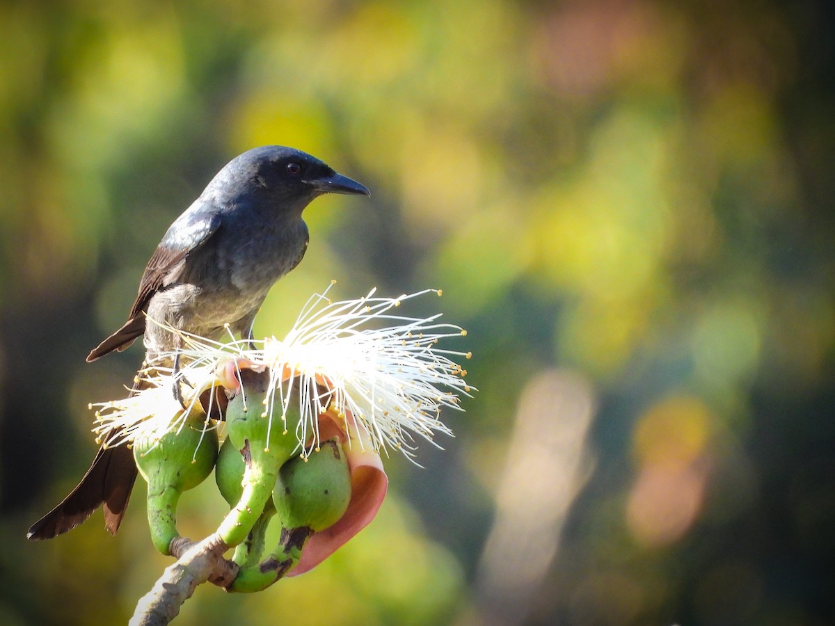 Ashy Drongo - VAibhAV Patil