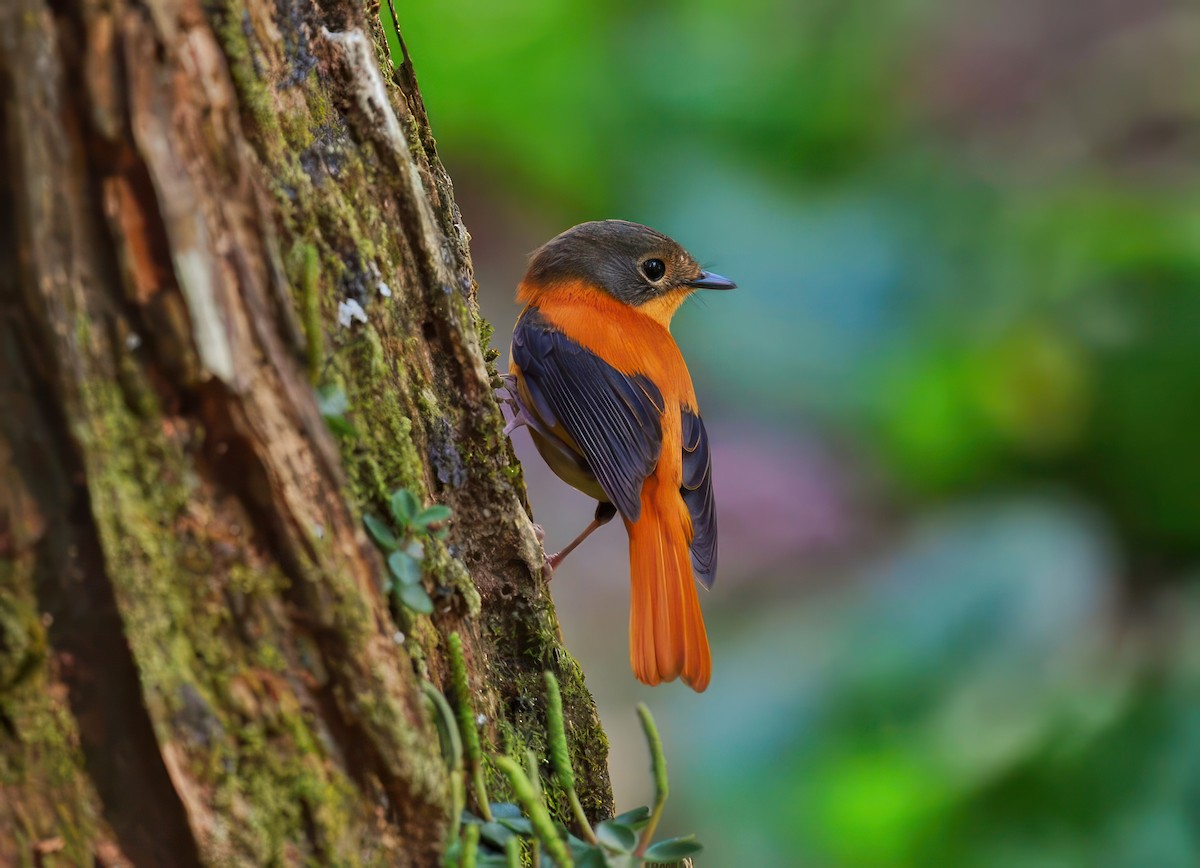 Black-and-orange Flycatcher - ML624535313