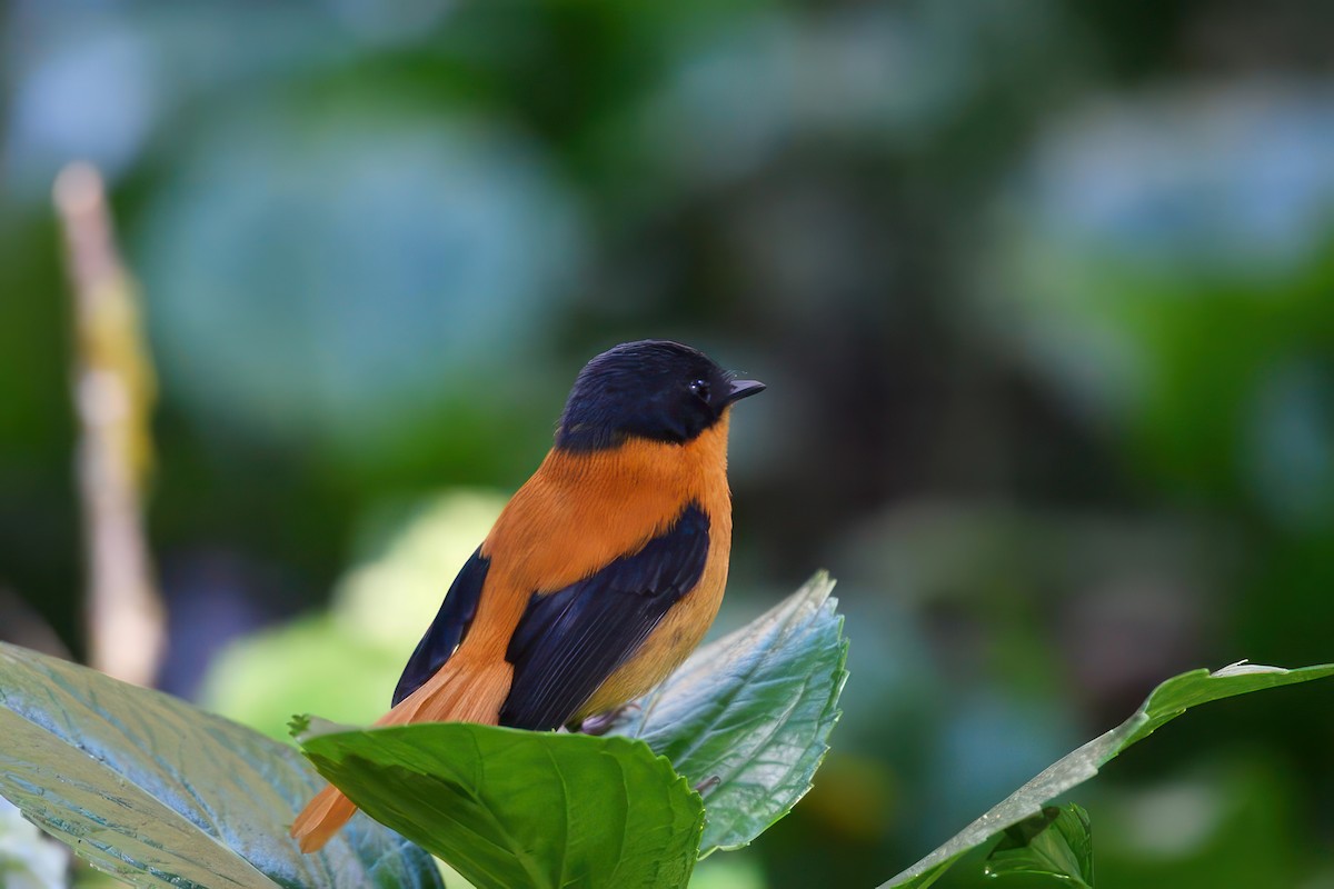 Black-and-orange Flycatcher - ML624535314